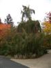 Photo of Genus=Juniperus&Species=rigida&Common=Needle Juniper&Cultivar=