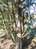 Photo of Genus=Juniperus&Species=chinensis&Common=Keteleeri Chinese Juniper&Cultivar='Keteleeri'
