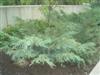 Photo of Genus=Juniperus&Species=virginiana&Common=Grey Owl Juniper&Cultivar='Grey Owl'