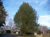Photo of Genus=Pinus&Species=bungeana&Common=Lacebark Pine&Cultivar=