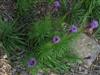 Photo of Genus=Liatris&Species=spicata&Common=Blazing Star, Gayfeather&Cultivar=