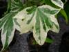 Photo of Genus=Liquidambar&Species=styraciflua&Common=Variegated Sweetgum&Cultivar='Silver King'