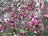 Photo of Genus=Magnolia&Species=x soulangeana&Common=Lennei Magnolia&Cultivar='Lennei'