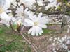 Photo of Genus=Magnolia&Species=stellata&Common=Royal Star Magnolia&Cultivar='Royal Star'