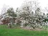 Photo of Genus=Magnolia&Species=x loebneri&Common=Merrill Magnolia&Cultivar='Merrill'