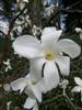 Photo of Genus=Magnolia&Species=salicifolia&Common=Anise Magnolia&Cultivar=