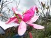 Photo of Genus=Magnolia&Species=x&Common=Daybreak Magnolia&Cultivar='Daybreak'