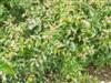 Photo of Genus=Mahonia&Species=aquifolium&Common=Dwarf Oregon Grapeholly&Cultivar='Compactum'