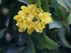 Photo of Genus=Mahonia&Species=aquifolium&Common=Oregon Grapeholly&Cultivar=
