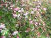Photo of Genus=Malus&Species=sp.&Common=White Cascade Crabapple&Cultivar='White Cascade'