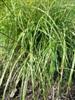 Photo of Genus=Miscanthus&Species=sinensis&Common=Little Zebra Maiden Grass&Cultivar='Zebrinus'