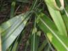 Photo of Genus=Miscanthus&Species=sinensis&Common=Maiden Grass, Japanes Silver Grass, Zebra Grass&Cultivar=