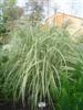 Photo of Genus=Miscanthus&Species=sinesis&Common=Variegated Silver Grass&Cultivar='Variegatus'