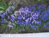 Photo of Genus=Muscari&Species=armeniacum&Common=Grape Hyacinth&Cultivar=