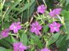Photo of Genus=Nicotiana&Species=alata&Common=Flowering Tobacco&Cultivar=