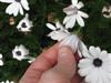 Photo of Genus=Osteopermum&Species=&Common=African Daisy&Cultivar=
