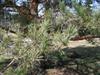 Photo of Genus=Pinus&Species=sylvestris&Common=Scots Pine&Cultivar=