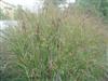 Photo of Genus=Panicum&Species=virgatum&Common=Switch Grass&Cultivar='Heavy Metal'