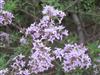Photo of Genus=Syringa&Species=persica&Common=Persian Lilac&Cultivar=lacinata