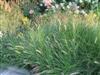 Photo of Genus=Pennisetum&Species=alopecuroides&Common=Perennial Fountain Grass&Cultivar=