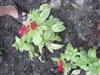 Photo of Genus=Pentas&Species=lanceolata&Common=Star Flower, Star Clusters&Cultivar=