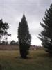Photo of Genus=Picea&Species=abies&Common=Cupressina Norway Spruce&Cultivar='Cupressina'
