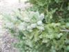 Photo of Genus=Picea&Species=glauca&Common=White Spruce&Cultivar=