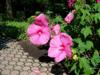 Photo of Genus=Hibiscus&Species=&Common=Pink Cloud Rose Mallow&Cultivar='Pink Cloud'