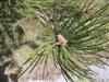Photo of Genus=Pinus&Species=nigra&Common=Austrian Pine&Cultivar=