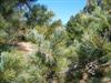 Photo of Genus=Pinus&Species=pumila&Common=Japanese Stone Pine&Cultivar=