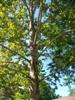 Photo of Genus=Platanus&Species=x acerifolia&Common=Bloodgood Londonplane Tree&Cultivar='Bloodgood'