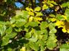 Photo of Genus=Quercus&Species=bicolor&Common=Swamp White Oak&Cultivar=