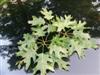 Photo of Genus=Quercus&Species=coccinea&Common=Scarlet Oak&Cultivar=