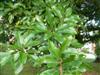Photo of Genus=Quercus&Species=imbricaria&Common=Shingle Oak&Cultivar=