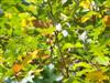 Photo of Genus=Quercus&Species=lyrata&Common=Overcup Oak&Cultivar=
