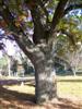 Photo of Genus=Quercus&Species=cerris&Common=Turkey Oak&Cultivar=