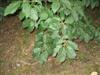 Photo of Genus=Quercus&Species=serrata&Common=Serrata Oak&Cultivar=