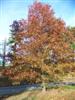 Photo of Genus=Quercus&Species=nuttalli&Common=Nuttall Oak&Cultivar=