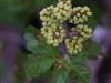 Photo of Genus=Rhus&Species=aromatica&Common=Gro-Low Fragrant Sumac&Cultivar='Gro-low'