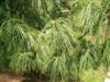 Photo of Genus=Pinus&Species=wallichiana&Common=Himalayan Pine&Cultivar=