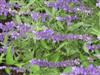 Photo of Genus=Salvia&Species=farinacea&Common=Mealycup Sage&Cultivar=