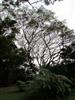 Photo of Genus=Albezia&Species=saman&Common=Rain Tree, Cenizaro&Cultivar=