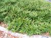 Photo of Genus=Sasa&Species=veitchii&Common=Kuma Bamboo Grass&Cultivar=