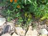 Photo of Genus=Sedum&Species=rupestre&Common=Stonecrop&Cultivar=