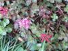 Photo of Genus=Sedum&Species=spurium&Common=Stonecrop&Cultivar=