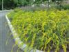 Photo of Genus=Solidago&Species=shortii&Common=Solar Cascade Goldenrod&Cultivar=Solar Cascade
