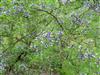 Photo of Genus=Sophora&Species=davidii&Common=David Mountain Laurel&Cultivar=