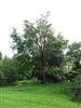 Photo of Genus=Sorbus&Species=domestica&Common=True Service Tree&Cultivar=