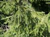 Photo of Genus=Picea&Species=orientalis&Common=Oriental Spruce&Cultivar=