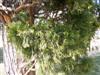 Photo of Genus=Calocedrus&Species=decurrens&Common=California Incensecedar&Cultivar=